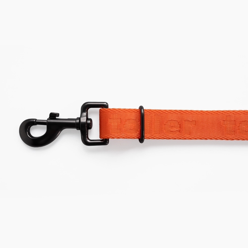 Orange dog leash with black clip on a white background