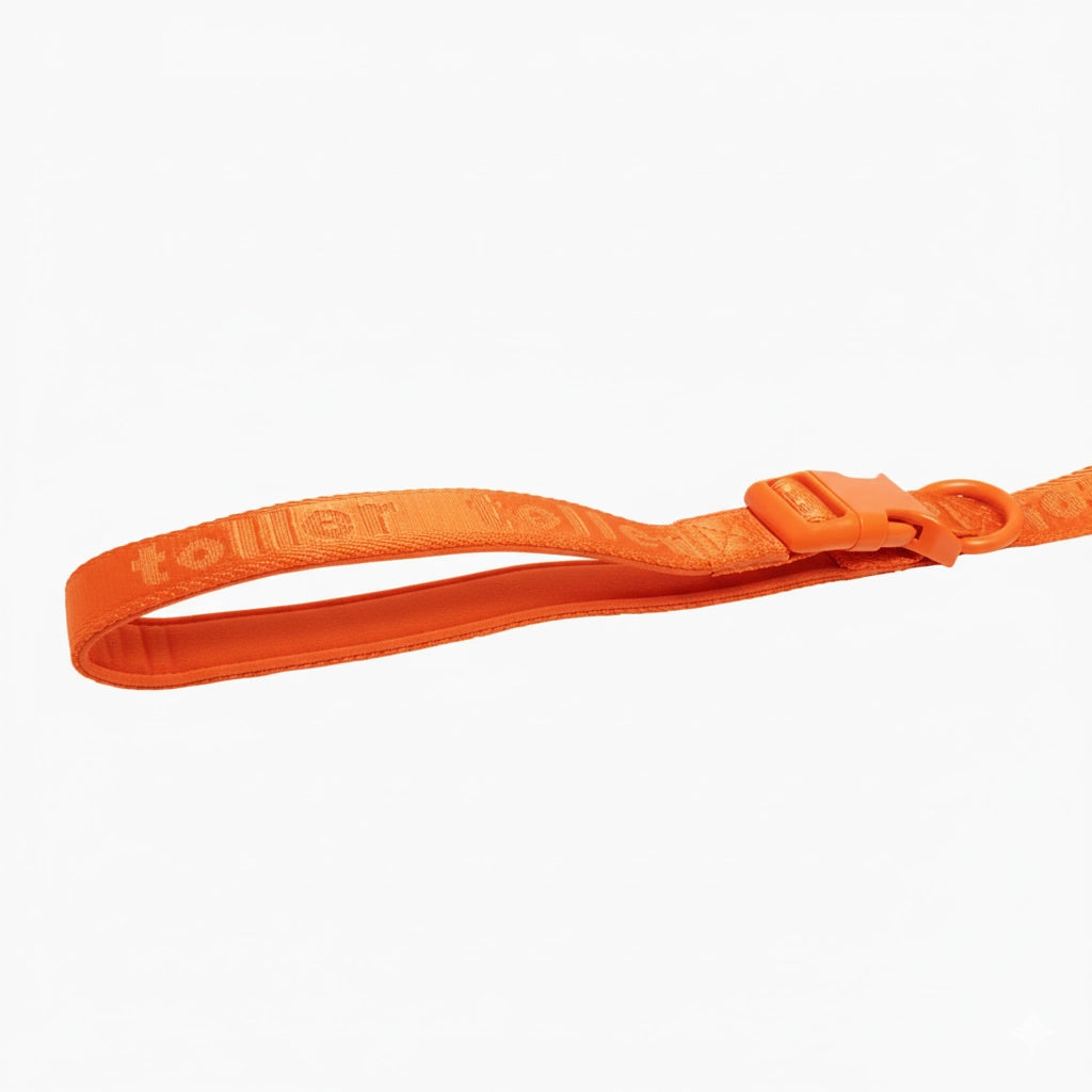 Orange dog leash with a buckle on a white background