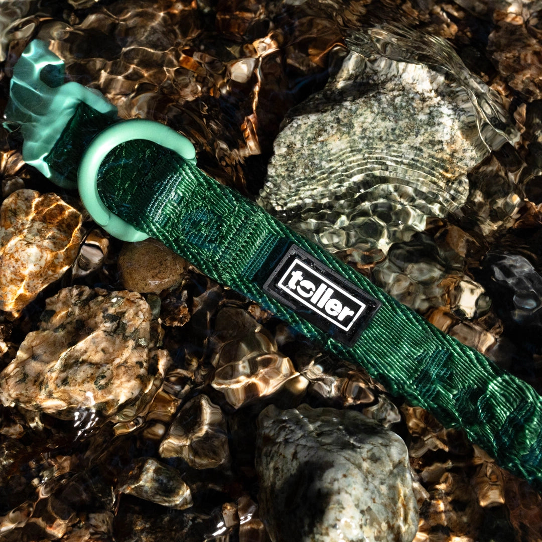 Green Toller dog collar in water