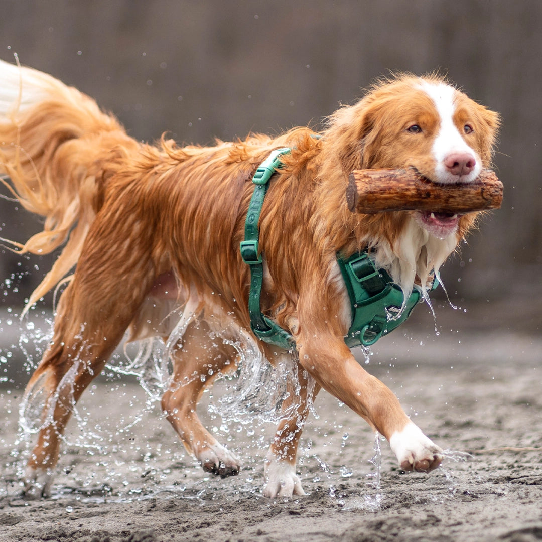 Wet roller wearing green dog harness