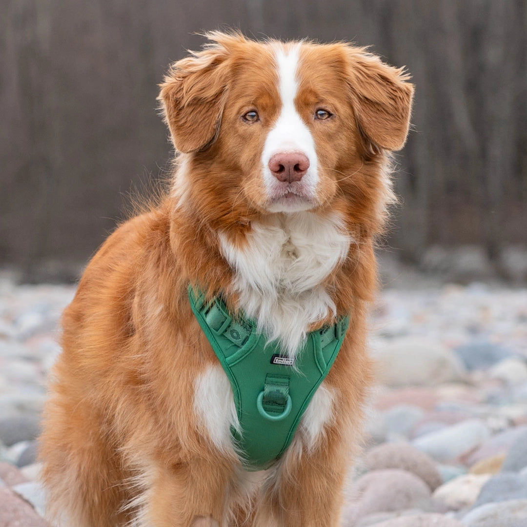 Toller wearing green harness