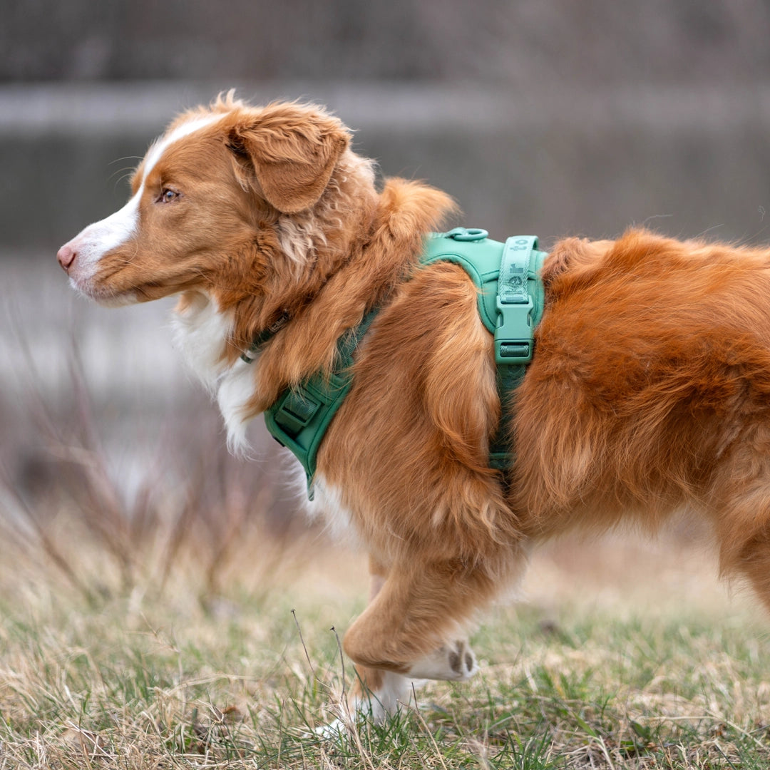 Toller running with green harness on