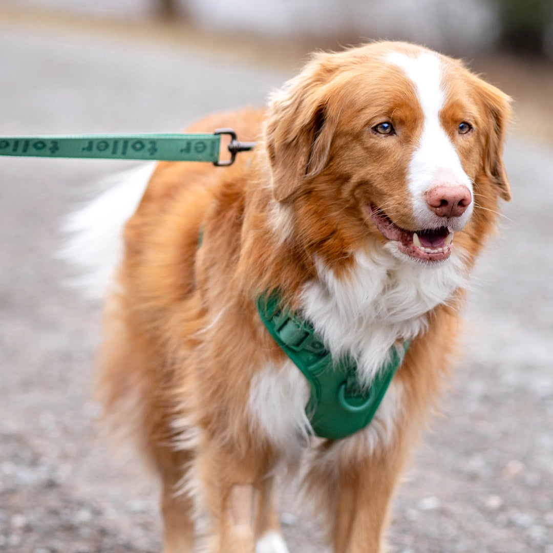 Toller walking with green set