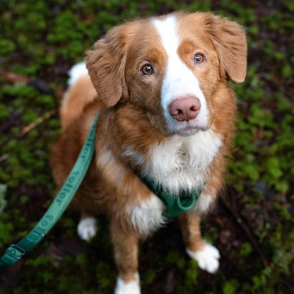 Toller with green leash and harness set