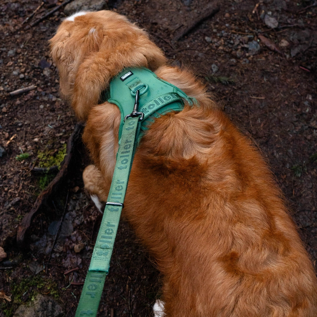 Toller adventuring with green lead and harness