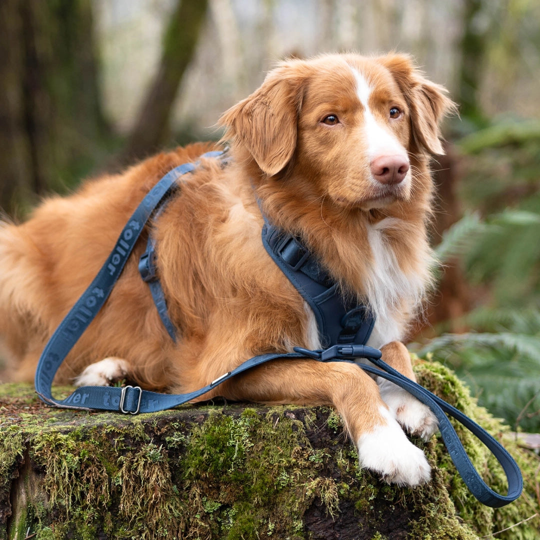 Toller with matching navy leash and harness