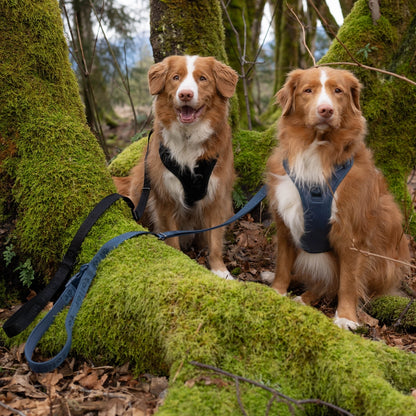 Tollers wearing black and navy leash and harness sets