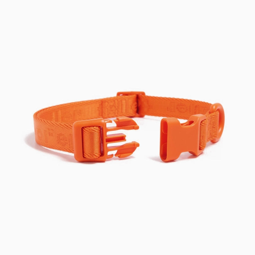Orange dog collar with a buckle on a white background