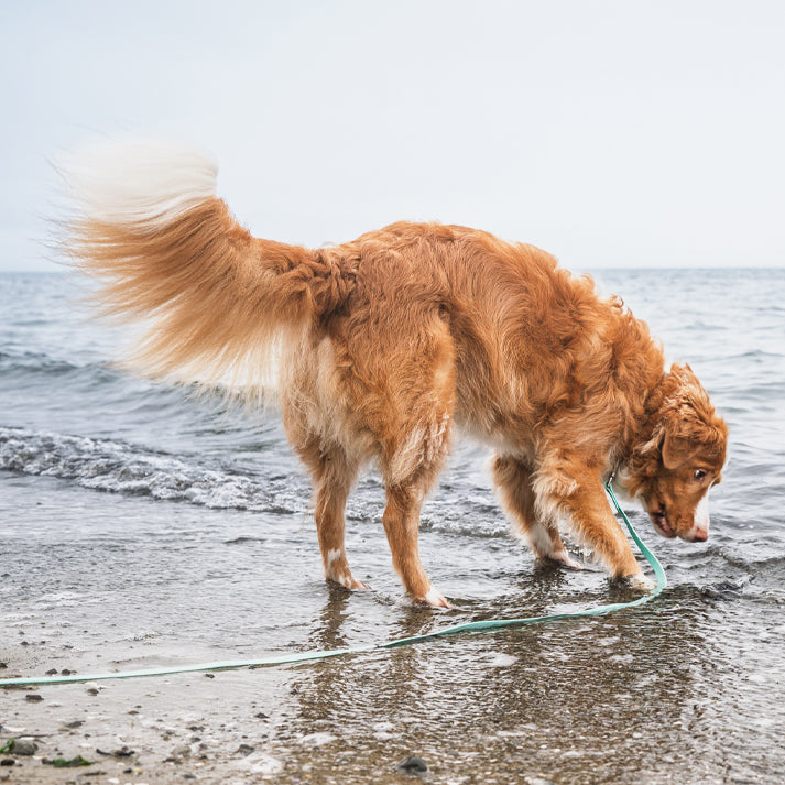 Mint Green Handsfree Leash