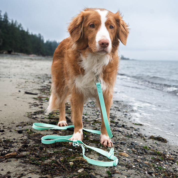 Mint Green Handsfree Leash