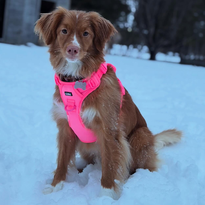 Pink Harness (Clip Fit)