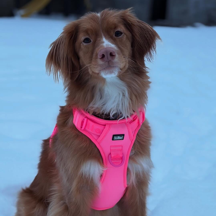 Pink Harness (Clip Fit)