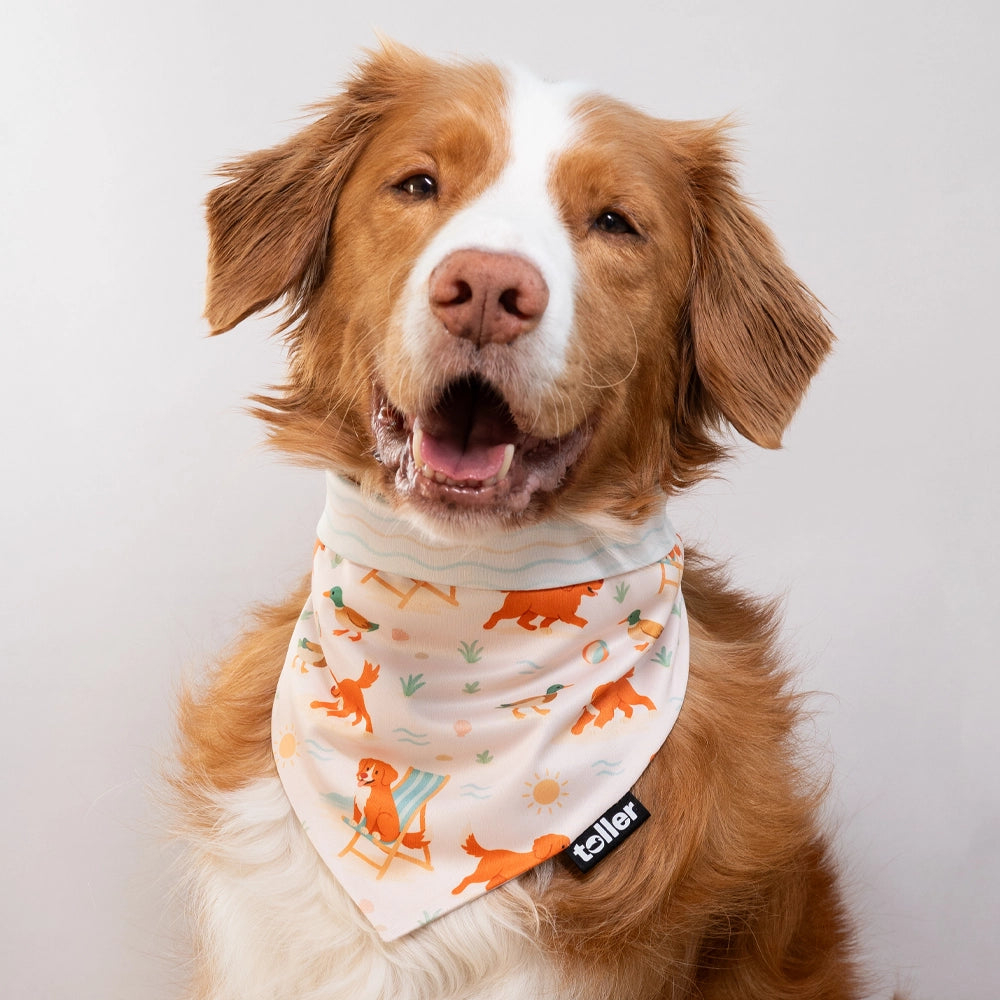 Dog wearing a bandana with a visible brand logo on a plain background