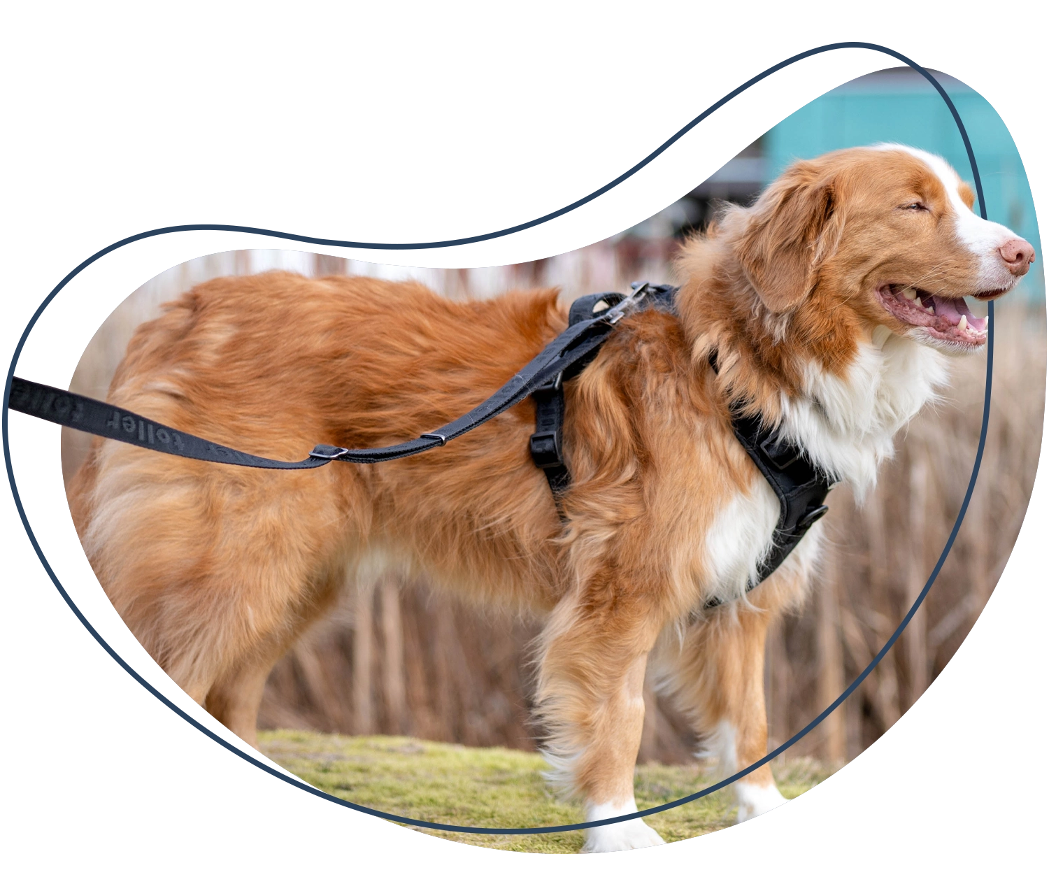 Happy Toller Dog Standing